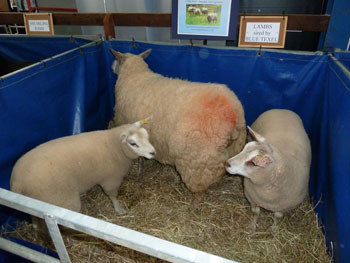 Blue Texel sired lambs