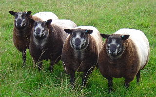 Millside Blue Texel Ewe Lambs