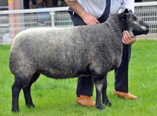 Female and Reserve Champion at Builth Wells NSA Ram Sale