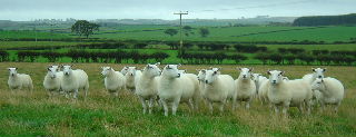 Millside flock of pedigree Lleyn Sheep